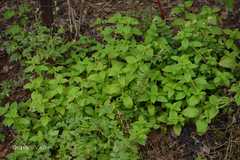 Spermacoce latifolia